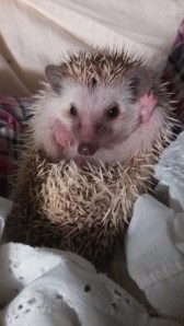 Hullo, world. It's me, hedgehog.