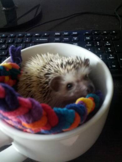 Teacup Hedgie Cutie